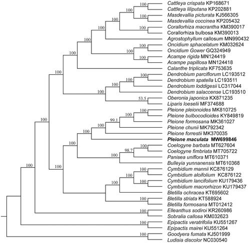 Figure 1. Maximum-likelihood (ML) tree based on 41 complete cp genomes of Orchidaceae with Goodyera fumata and Ludisia discolor as outgroups. Bootstrap support values are indicated at each branch node and the species, Pleione maculata, used in this study is highlighted in bold.