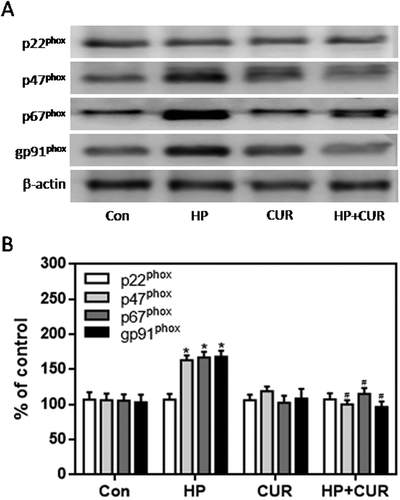 Figure 6. Effect of curcumin (20 μM) on the increased expression of NADPH oxidase subunits in INS-1 cells treated with HP. NADPH oxidase subunits were detected by western blot. A. Representative bands of p22phox, p47phox, p67phox and gp91phox (inner reference: β-actin). B. Quantitative analysis of p22phox, p47phox, p67phox and gp91phox expression (*p < .05 vs Con group, #p < .05 vs HP group). n = 5 independent experiments. CUR, curcumin; HP, 30 mM glucose+0.5 mM palmitate; Con, control.
