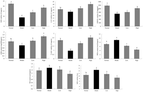 Figure 7 Effects of Lactobacillus plantarum KSFY06 on SOD, CAT, GSH-Px, GSH, T-AOC, MPO, MDA, and NO in liver of mice injured by D-Gal/LPS. a–dThere was significant difference in different letters in the same column (P < 0.05), which was determined by Duncan’s multiple range test. Model: group induced by D-Gal/LPS (250 mg/kg·bw and 25 mg/kg·bw); Low: treated with LP-KSFY06 (2.5×109 CFU/kg·bw); High: treated with LP-KSFY06 (2.5×1010 CFU/kg·bw).