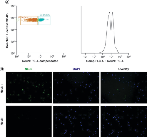 Figure 1. Fluorescent activated sorting of NeuN+ nuclei. (A) Right: fluorescent activated sorting of NeuN+ and NeuN- nuclei based on scatter properties and verified with cytospin staining. In short, DAPI signal was removed using forward and side scatter (data not shown), leaving only nuclei (left panel). Selected areas represent selection thresholds for nuclei selection, blue annotated nuclei represent NeuN+ nuclei and orange annotated nuclei represent NeuN- nuclei. The x-axis represents NeuN absorption (nm) spectrum and the y-axis represents Hoechst absorption (nm). The panel on the right side represents the NeuN counts, where the first peak is NeuN- (56%) and the second is Neun+ (37%). (B) Cytospin image confirmation of fluorescent activated sorting procedure of nuclei. Left: NeuN staining, middle: DAPI staining and right: overlay of NeuN and DAPI staining.