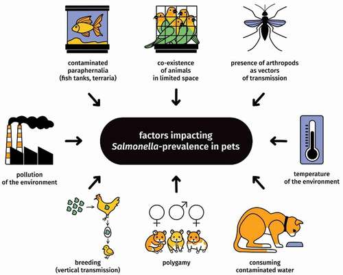 Figure 2. Factors influencing Salmonella-prevalence among domestic animals, exluding diet [Citation29,Citation35]