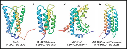 Figure 11. NMR structures of α-helical membrane proteins with four unique α-helices. Structures of (A) DsbB in DPC, (B) KdpD TM domain (397–502) in LMPG, (C) Voltage-Sensor Domain from KvaP (5–147) in D7PC and (D) nAChR β2 subunit TM domain in HFIP/H2O. All pictures were produced using the PDB file and PDB Protein Workshop 3.9 (Moreland et al. Citation2005). This Figure is reproduced in colour in Molecular Membrane Biology online.