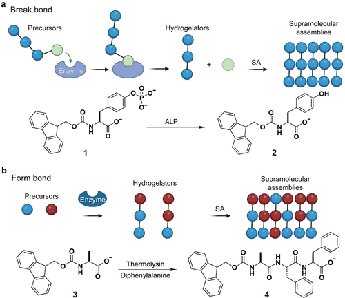 Figure 1. Two modes of enzymatic self-assembly of molecules in water (hydrogelators); SA means self-assembly. (a) Use of a phosphatase to break O-P bond to produce hydrogelators that form supramolecular nanofibers in water. (b) Use of thermolysin to catalyze bond formation for producing hydrogelators that self-assemble in water to form nanofibers.