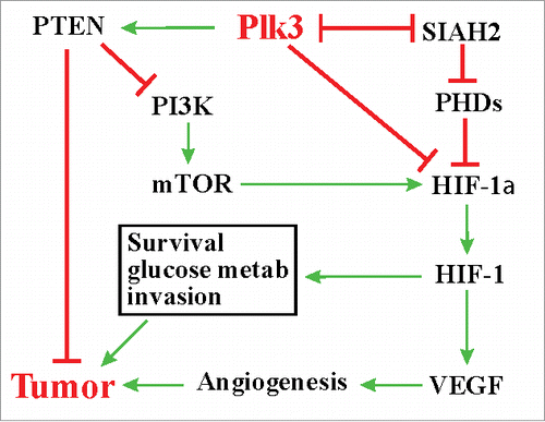Figure 1. Plk3, hypoxic responses, and tumorigenesis.