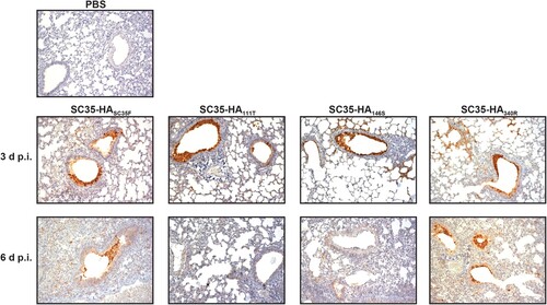 Figure 3. Lung tropism of H7 SGR and SPM virus infected mice. BALB/c mice were inoculated intranasally with 105 p.f.u. of SC35-HASC35F, SC35-HA111T, SC35-HA146S and SC35-HA340R, respectively. On day 3 and 6 p.i. mice were sacrificed and lungs were harvested for histopathological investigation. IHC stainings were performed using polyclonal serum against H7 influenza virus and counterstaining performed with hematoxylin.
