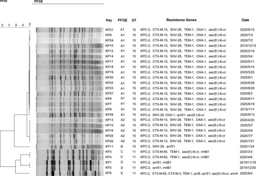 Figure 1 DNA fingerprints, resistance genes distribution and isolation date of 28 CRKP isolates.