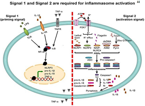 Figure 2 The interaction between exosomes and inflammasomes and their respective functions in inflammatory reactions. Inflammasome activation requires two signals: “signal 1” (priming) and “signal 2” (activation). The priming signal activates NF-κB, upregulating NLRP3, pro-IL-1β, pro-IL-18, and TNF-α. The activation signal induces PRRs, leading to the formation of the inflammasome complex and the conversion of pro-IL-1β and pro-IL-18 to their active forms, IL-1β and IL-18, which are then secreted. Reprinted from Noonin C, Thongboonkerd V. Exosome-inflammasome crosstalk and their roles in inflammatory responses. Theranostics. 2021;11(9):4436. Creative Commons.Citation44