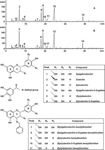 Figure 3. Reversed-phase HPLC chromatograms of thiolytic products of the proanthocyanidins in leaves of A: Huangjingui and B: Qilan cultivars. Peaks 12 and 13 represent excessive benzyl mercaptan and thiolytic by-product, respectively.