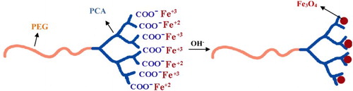 Scheme 1. Mechanism for the synthesis of Fe3O4 NPs in the presence of PCA–PEG–PCA.