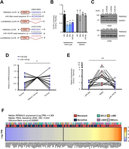 Figure 2. MiR-29a/c and -140-5p directly suppressed RSK2 protein expression causing TRAIL-sensitivity (A) A schematic diagram showing seed sequence of miR-29/-140-5p and the target sequence of RPS6KA3 3’UTR. (B) Luciferase reporter assay using 3’UTR of RPS6KA3 or 3’UTR harboring deletion mutations of the miR-29a/c and -140-5p in HEK293 cells over-expressing miR-29a/c or-140-5p. Error bars indicate mean ±SD (n = 3). P-values were calculated by two-tailed student t-test. (C) Western blot analysis indicating suppressed RSK2 protein level in lung cancer cells. Indicated cells were transfected by indicated miRNAs, respectively. After 48h, cells were harvested and subjected to Western blotting with indicated antibodies. (D) Expressional comparison of the miR-29a and -140-5p in lung cancer tissues compared to their adjunct normal tissues. Taqman-based qRT-PCR analysis was applied to analyze expression of the target miRNAs, and the expression of the target miRNAs in each cancer sample (n = 15) was normalized by their paired control sample (n = 15), respectively. P-values were obtained by one-way ANOVA test (* p < 0.05). (E) Correlation analysis of miR-29a/-140-5p and RSK2 protein expression in cancer. Expression of RSK2 protein was quantitated by measuring band intensities using Image J software. The intensity in cancer sample was normalized by paired normal sample. Likewise, relative value for miR-29a or miR-140-5p was calculated by comparing qRT-PCR values between cancer sample (n = 15) and its paired control sample (n = 15). P-value was obtained by one-way ANOVA test (**p < 0.01). (F) Expressional correlation of RPS6KA3 and TRAIL-sensitivity in NSCLC. TRAIL-sensitivity for each cell line was obtained from previous literatures and colored by their sensitivity as indicated. For statistical analysis, cell lines were divided into two groups with median RPS6KA3 expression, annotated by TRAIL-sensitivity from literatures, Wilcoxon rank sum test was applied to obtain significance. Detailed information about mRNA expression of RPS6KA3 gene and TRAIL-sensitivity is described in Material and Methods section. Gene Ontology analysis using upregulated and downregulated genes in H460R cells showing differentially regulated pathways. (*p < 0.05, **p < 0.01)