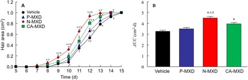 Figure 5 Effect of the repetitive application of MXD on hair growth in C57BL/6 mice.Notes: (A) and (B) Changes in hair area (A) and AUC (B) in C57BL/6 mice treated with repetitive applications of MXD formulations (once a day). Vehicle, mice treated with the vehicle used to prepare P-MXD and N-MXD. P-MXD, P-MXD-applied mice. N-MXD, N-MXD-applied mice. CA-MXD, CA-MXD-applied mice. n=5–8. *P<0.05 vs Vehicle for each category. #P<0.05 vs P-MXD for each category. $P<0.05 vs CA-MXD for each category. Hair growth was observed from 7 days after the application of N-MXD, and the AUC of N-MXD was significantly higher than those of P-MXD and CA-MXD.Abbreviations: AUC, area under the hair zone-time curve; CA-MXD, commercially available minoxidil formulation; MXD, minoxidil; N-MXD, formulation based on minoxidil nanoparticles; P-MXD, formulation based on minoxidil powder.