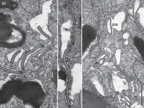 Figs 36–38. Borghiella pascheri. Fig. 36. The pusule region which in addition to typical pusule canals contains elongate, snake- or tube-like components, believed to be part of the pusule system. Fig. 37. A snake-like component measuring 2 µm in length. Fig. 38. Both the pusule canals (pus) and the snake-like components are lined by vesicles. m = mitochondrion, cDNA = chloroplast DNA, p = pigment body.