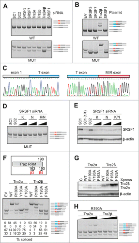 Figure 6. Tra2-induced activation of cryptic exons in FGB intron 1. (A) Activation of the MIR exon is promoted by Tra2. siRNAs targeting the indicated SR or SR-like proteins are at the top, spliced products to the right, FGB reporters are at the bottom. SC1, SC2, scrambled controls. MIR and T exons are denoted throughout as red and blue boxes, respectively. Their position in the pre-mRNA is shown in Figure 1D. SRSF1 and Tra2 immunoblots are shown in panels E and G; depletion levels of endogenous proteins were as described.Citation74,75 (B) T exon activation in cells overexpressing Tra2β. Expression plasmids are at the top; EV, empty vector DNA. (C) Nucleotide sequence of transcripts with T and MIR exons. Sequenced RT-PCR products are color coded as in panel B. (D) Downregulation of SRSF1 promotes MIR exon inclusion. Final concentration and sequence of SRSF1-targeting siRNAs (termed K and N) was as described.Citation75,82 (E) Western blot analysis with anti-SRSF1 antibodies. (1/4), a quarter of the lysate loaded to facilitate estimates of depleted proteins. (F) Distinct role of Tra2α and Tra2β residues R190 and Y/F193 in activation of adjacent exons. The upper panel shows relative positions of mutated residues in the indicated β-sheets of Tra2 RRMs, based on previously published alignments.Citation52,53 The relative abundance of cryptic exons in cells overexpressing wild-type and mutated Tra2 proteins is in the lower panel. Tra2 substitutions are shown at the top. Spliced products (shown to the right) are quantified at the bottom. Concentration of reporter and expression plasmid DNA was 250 and 500 ng/mL, respectively. (G) Immunoblotting of HEK293 cell lysates using antibodies against β-actin and Xpress. Tra2 mutations are at the top. C, no plasmid DNA control. (H) Dose-dependent activation of T- and MIR exons in cells expressing Tra2α R190A and Tra2β R190A. Final DNA concentrations of plasmid expressing Tra2α and Tra2β were 30, 100, 300 and 600 ng/mL, and 6, 20, 60 and 180 ng/mL, respectively.