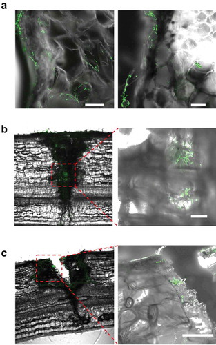 Figure 5. Viable Beauveria bassiana GHAgfp in scratch and prick wounds of tomato rachis. (a) Hyphal growth around parenchyma cells under the scratched epidermis at 7 dpi. Viable hyphae in a prick wound at 7 (b) and 28 dpi (c). Area within the red dotted lines is shown at higher magnification in image to the right. Scale bars are 100 µm