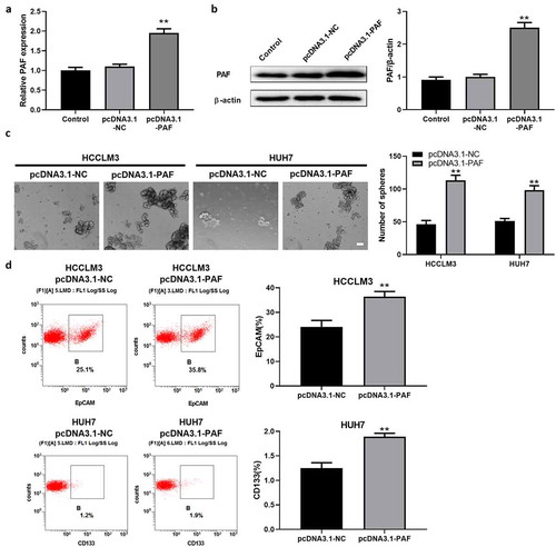 Figure 4. PAF over-expression promotes sphere formation of HCC cells