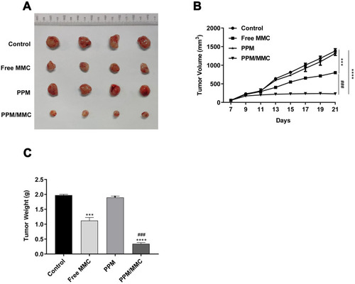 Figure 6 (A) The tumor volume of C57BL/6 nude mice on the 21st day. (B) Tumor volume of mice was detected after different treatments (saline, free MMC, PPM alone, and MMC-loaded PPM) (n=4 per group). (C) Tumor weight of mice was determined after different treatments. ***p<0.001 and ****p<0.0001, compared with control group. ###p<0.001, compared with free MMC group.