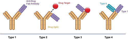 Figure 1. Binding modes of anti-biotherapeutic antibodies. Type 1 anti-idiotype antibodies bind the paratope of the drug (yellow). They inhibit drug-target binding and detect free drug. Type 2 anti-idiotype antibodies bind outside the drug paratope and do not interfere with target (red) binding. They are used to detect total drug levels. Type 3 antibodies are specific for the drug-target complex and exclusively detect bound drug. The anti-drug antibodies (purple) are shown as Fabs for clarity. Type 4 antibodies are specific for a complex formed between the drug and a Type 1 antibody.