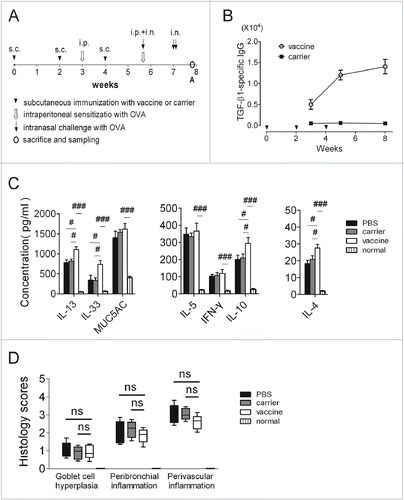 Figure 1. Active immunization targeting TGF-β1 in an acute model of allergic airway inflammation (preventive experiments). (A) Protocol used for the animal experiments. (B) TGF-β1-specific IgG responses in the serum. The y-axis represents antibody titers, which was determined as the reciprocal of the highest dilution of the sample in which the OD405 value was twice of that of the corresponding control serum pooled from carrier immunized mice when its OD405 was around 0.10. (C) Cytokine levels in the BALF measured with ELISAs. (D) Semi-quantitative analyses of lung histology. Peribronchiolar and perivascular accumulation of inflammatory cells was assessed with H&E-stained sections using an indexed scale. Goblet-cell abundance was measured as the percentage of PAS-positive cells in the total airway epithelia of medium-sized airways. The data are expressed as score values. #P < 0.05, ##P < 0.01, ###P < 0.001, ns: not significant; N = 6/group