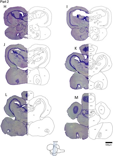 Figure 2. Part 2, Representative coronal brain sections of the spotty wrasse, rostral to caudal (H–M). See Figure 2 Parts 1 and 3 for images A–G and N–U, respectively.