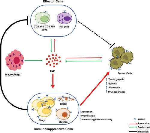 Figure 3 Current understanding of the role of TNF-TNFR2 signaling in the tumor microenvironment. In the tumor microenvironment (TME), tumor-associated macrophages, effector cells (CD4+ and CD8+ T effector (Teff) cells and natural killer (NK) cells), and tumor cells are the major source of TNF. In response to TNF stimulation, the number of CD4+Foxp3+TNFR2+ Treg cells are increased. These expanded Treg cells in TME are more stable in phenotype and more immunosuppressive. Moreover, TNF activates TNFR2+ myeloid-derived suppressor cells (MDSCs) and TNFR2+ mesenchymal stem cells (MSCs). Tregs, MDSCs, and MSCs likely operate collaboratively in the inhibition of the anti-tumor immune response and the promotion of tumor evasion. Further, TNFR2 signaling also promotes the survival, metastasis, and growth of the tumor.