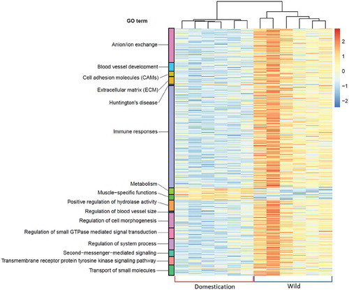 Figure 4. Heatmap showing the differentially expressed genes assigned to their gene ontology (GO) terms between the two clustered groups. Red and blue brackets at the bottom of the heatmap correspond to the ‘Domestication’ and ‘Wild’ groups, respectively. The gradient from blue to red colour represents down- to upregulation, respectively. Each GO term is colour-coded as shown at the left side of this heatmap. All related statistics, including significance of each enriched GO term, are shown in tables S5 and S6.