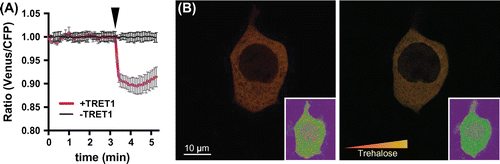 Fig. 2. Intracellular trehalose monitoring by FLIPSuc90µ∆1Venus.