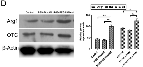 Figure 5 Effects of RGD-PEG-PAMAM on the synthesis of albumin and urea in Huh7 cells.