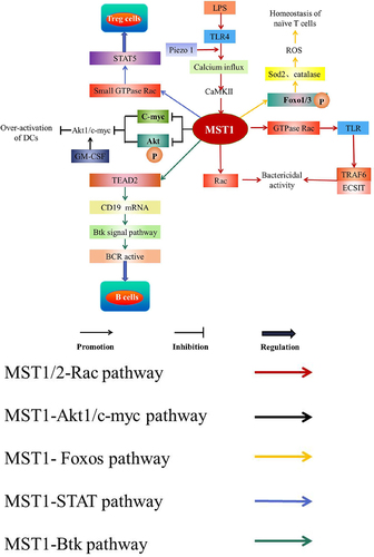 Figure 6. Pathways of MST1 related to immunity.