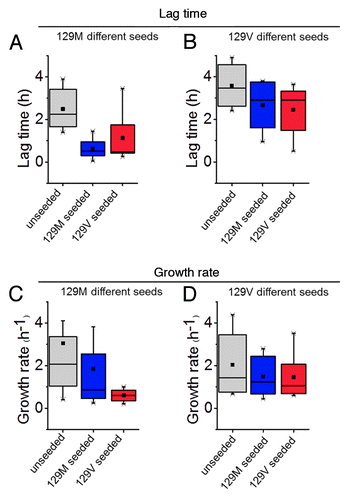 Figure 1. Modulation of fibril formation of rHuPrP90–231 by the M129V mutant. (A) Lag phase and (C) growth rate of 129M spontaneous (gray), seeded with 129M (blue) and seeded with 129V (red). (B) Lag phase and (D) Growth rate of 129V spontaneous (gray), seeded with 129V (blue) and seeded with 129M (red). All data represent ThT fibril formation kinetics in vitro (n = 6), in the native condition conversion assay described in Almstedt et al., 2009.Citation60