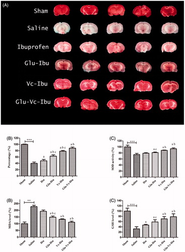Figure 4. The neuroprotective effect on brain ischemia model. (A) TTC staining of the brain sections, (B) percentage of TTC staining rate compared with the sham group, (C) SOD activity, (D) MDA level, (E) GSH level. **p < .01, ***p < 0.001, a indicates significance at p < .05 versus saline group, b indicates significance at p < .05 versus ibuprofen group, c indicates significance at p < .05 between Glu-Ibu or Vc-Ibu group and Glu-Vc-Ibu group. Data are presented as mean ± SD (n = 5).