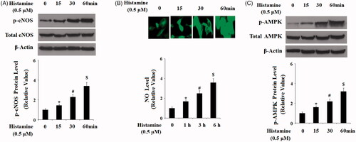 Figure 7. Activation of H1R by Histamine promoted the phosphorylation of eNOS and the production of nitric oxide (NO). (A) Pre-osteoblast MC3T3-E1 cells were treated with Histamine (0.5 µM) for 15 min, 30 min, and 1 h, phosphorylated and total levels of eNOS were determined by western blot analysis; (B) Pre-osteoblast MC3T3-E1 cells were treated with Histamine (0.5 µM) for 1 h, 3 h, and 6 h, production of NO was determined by DAF FM DA; (C) Pre-osteoblast MC3T3-E1 cells were treated with Histamine (0.5 μM) for 15 min, 30 min, and 1 h, phosphorylated and total levels of AMPK were determined by western blot analysis (*, #, $, P < .01 vs. previous column group).