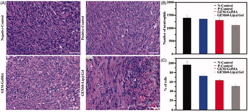 Figure 7. In vivo anticancer efficiency of GEM-GelMA and GEM-Lip@Gel hydrogel. H&E stained images (A). The number of neutrophils (B). The percentage of MG63 cells (C).