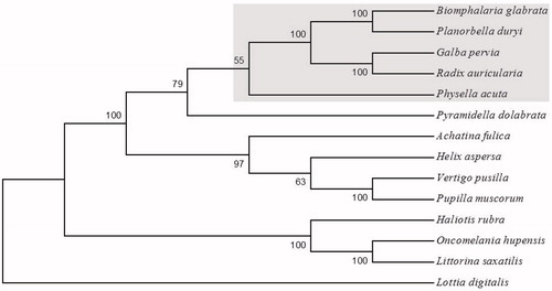 Figure 1. Neighbor-joining tree of complete mitogenomes (protein-coding sequences) of Planorbella duryi and 13 gastropod species. Planorbella duryi is placed among species of the taxonomic clade Hygrophila (shaded). The basal gastropod Lottia digitalis is used as an outgroup. Accessions for full mitogenome sequences: Achatina fulica (NC_024601), Biomphalaria glabrata (NC_005439), Galba pervia (NC_018536), Haliotis rubra (NC_005940), Helix aspersa (NC_021747), Littorina saxatilis (NC_030595), Lottia digitalis (NC_007782), Oncomelania hupensis (NC_013073), Physella acuta (NC_023253), Planorbella duryi (KY514384), Pupilla muscorum (NC_026044), Pyramidella dolabrata (NC_012435), Radix auricularia (NC_026538), Vertigo pusilla (NC_026045).