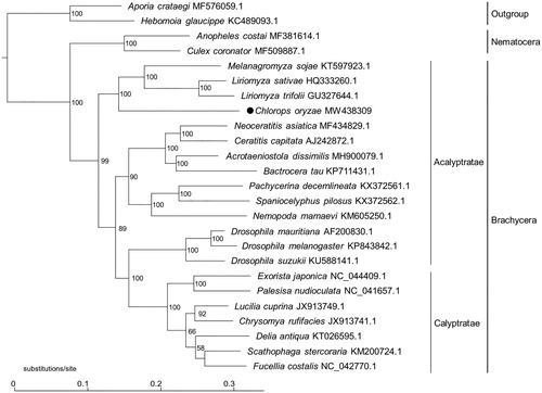Figure 1. Phylogenetic tree constructed based on complete mitogenomes of C. oryzae, 22 additional dipteran species, and two outgroup Lepidopteran species, using maximum-likelihood (ML) methods under general time reversible (GTR) model with 1000 bootstrap replications. Numbers near the branches indicate the bootstrap support values. GenBank accession number for sequences is incorporated. The black dot indicates the Chlorops oryzae analyzed in this study.