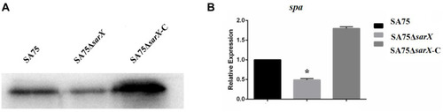 Figure 4 Staphylococcus protein A (Spa) protein expression and spa gene expression in sarX mutant of S. aureus SA75. (A) To investigate the effect of sarX on this adhesion protein, Spa expression in SA75, SA75-ΔsarX, and SA75-ΔsarX-C was determined by Western blotting, keeping the total amount of protein loaded for SDS-PAGE consistent in the three strains. (B) RT-PCR quantification of the effect of sarX mutant on spa gene expression. *P<0.05.