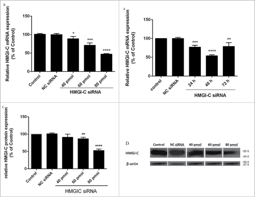 Figure 2. Suppression of HMGI-(C)mRNA and protein expression by siRNA in breast adenocarcinoma. HMGI-C mRNA expression in MDA-MB-468 cells, which were transfected with specific siRNA or (NC) siRNA after (A) 24, 48, 72 h, and (B) 40 pmol, 60 pmol, 80 pmol of specific siRNA. Relative HMGI-C mRNA expression was measured by qRT-PCR using 2(-ΔΔCt) method. (C) A representative protein gel blot of b-actin and HMGI-C proteins from cells transfected with HMGI-C siRNA or (NC) siRNA. (D) The expression level of each band was quantified using densitometry and normalized to the respective B-actin. The results were expressed as mean ± SD (n = 3); *p < 0.05, **p < 0.001, *** p = 0.0001, ****p < 0.0001 versus control group.