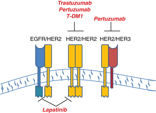 Figure 1. Schematic of HER2-targeted therapies. There are four selective HER2-targeted agents currently approved by the FDA for patients with HER2-over-expressing breast cancer. The schematic shows EGFR, HER2, and HER3 at the cell surface. Trastuzumab is a monoclonal antibody against extracellular domain IV of HER2. Pertuzumab binds extracellular domain II of HER2, interfering with and disrupting interactions between HER2 and other receptors, such as HER3. Trastuzumab-emtansine is a novel antibody-drug conjugate, in which trastuzumab is chemically linked to a microtubule inhibiting chemotherapeutic agent. Lapatinib is a dual EGFR/HER2 TKI.