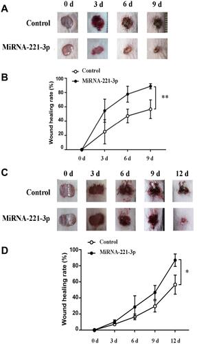 Figure 6 MiRNA-221-3p promotes skin wound healing in normal and diabetic mice. Skin wound area changes (A) and wound healing rate (B) in normal mice treated with miRNA-221-3p (0.5 μmol/L) or OPTI-MEM (control) for 9 days. Values represent the mean ± SE (n = 5); **P < 0.01. Skin wound area changes (C) and wound healing rate (D) in diabetic mice treated with miRNA-221-3p or OPTI-MEM for 12 days. Values represent the mean ± SE (n = 5); *P < 0.05.