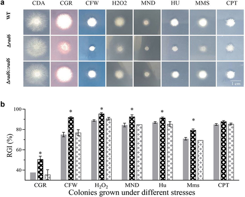 Figure 1. Colonies grown under the normal of compound-stress conditions. (a) Photographic depiction of strains exposed to diverse chemical stress agents; (b) Relative Growth Inhibition (RGI) of strains in response to cell wall interfering agents (CGR and CFW), oxidation stress (H2O2 and MND), and DNA damaging agents (HU, Mms, and CPT); Asterisked bars in each group significantly differ from unmarked bars (Tukey’s HSD, p < 0.05). Error bar: SD from three replicates.