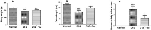 Figure 5. Effect of Pru on the rat model of colitis. (A) Bodyweight in different groups was measured at the end of the experiment. (B) Colon length in different groups was recorded. (C) Disease activity index scores. Experimental data were presented as mean ± SD. Significance: ###P < 0.001 in comparison with the control group; ***P < 0.001, **P < 0.01 in comparison with the DSS group.