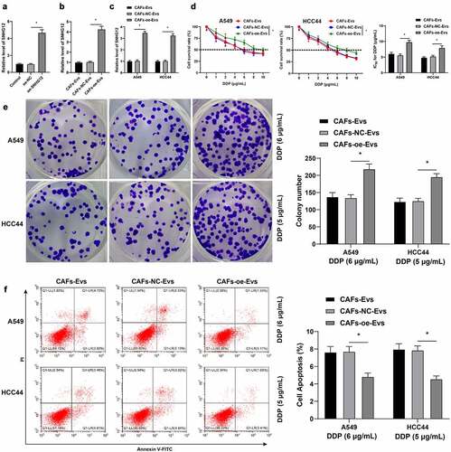 Figure 4. LncRNA SNHG12 carried by CAFs-EVs into NSCLC cells and promoted DDP resistance in NSCLC cells. oe-SNHG12 was transfected in the cells to increase the expression of SNHG12 (oe-NC was used as the negative control). A: qRT-PCR was used to verify the transfection efficiency of SNHG12 and detect the expression of SNHG12 in CAFs-EVs; B: qRT-PCR was adopted to detect the expression of SNHG12 in CAFs-EVs; C: qRT-PCR was performed to detect the expression of SNHG12 in NSCLC cells after CAFs-EVs overexpressing SNHG12 (using CAFs-oe-EVs as the control) were co-cultured with NSCLC cells; D: CCK-8 was used to test the activity of NSCLC cells and the half inhibitory concentration (IC50) of DDP; E: Colony formation assay was conducted to verify the proliferation of NSCLC cells; F: Flow cytometry was performed to detect the apoptosis level of NSCLC cells. The cell experiment was repeated 3 times independently, and data were expressed as mean ± standard deviation. Data in panels A-B and D were analyzed using one-way ANOVA and data in panels C-F were analyzed using two-way ANOVA, followed by Tukey’s post-hoc test, * p < 0.05.