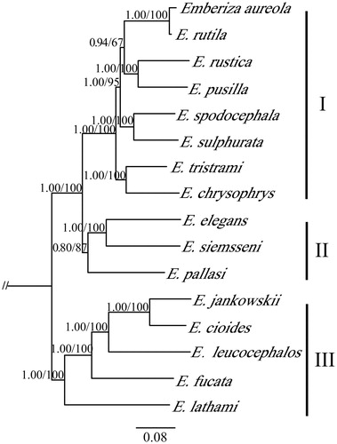 Figure 1. Phylogenetic tree of Emberiza species based on the mitogenome. The values on nodes indicate the Bayesian posterior probabilities and ML bootstrap proportions calculated. GenBank accession numbers: E. aureola, NC022150; E. chrysophrys, HQ896034; E. cioides, NC024524; E.elegans, NC030368; E. fucata, KT737824; E. jankowskii, NC027251; E. leucocephalos, KU356573; E. lathami, NC031845; E. pallasi, MK687386; E. pusilla, NC021408; E. rustica, NC024924; E. rutile, NC024925; E. siemsseni, NC032304; E. spodocephala, NC021445; E. sulphurata, KY419885; E. tristrami, NC015234.