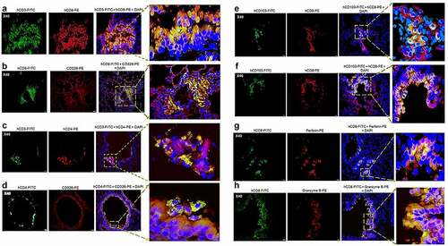 Figure 9. Human CD8+ T cell residency and cytotoxicity in the hCD326+ lung epithelial niches of a SARS-CoV-2-infected HIS-DRAGA mouse.