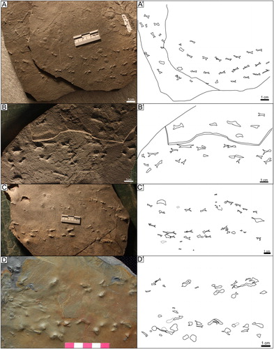 Figure 8. Kouphichnium aspodon underprints: A) UCM 1505 (AMNH 13017) B) UCM 544 (MSC 27749) C) UCM 2716 (MSC 28058) D) UCM 2517 (MSC uncatalogued).