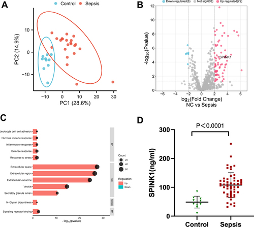 Figure 2 SPINK1 is highly expressed in patients with sepsis. (A) PCA shows that the two groups are distinguishable and there were no outliers. (B)Volcano plot showing up-regulated (red) and down-regulated (blue) proteins screened by differential analysis, with the logarithm of the difference multiplicity (log2) as the horizontal coordinate and the negative logarithm of the p-value (log10) as the vertical coordinate (fold-change ≥2.0, P value<0.05). Compared with the normal group, 78 differential proteins were screened, of which 6 were down-regulated and 72 were up-regulated, Among them, SPINK1 is highly expressed in sepsis patients. (C) In the GO enrichment results of different proteins, red represents the up-regulated pathway, blue represents the down-regulated pathway, and the size of the dots represents the number of proteins in different items. (D) ELISA results showed that the expression of SPINK1 in the sepsis group was significantly higher than that in the normal group, the differences were statistically significant (P<0.0001).