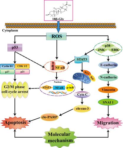 Figure 7 Mechanisms underlying the anti-cancer effects of 18β-Gly on A549 human lung cancer cells.