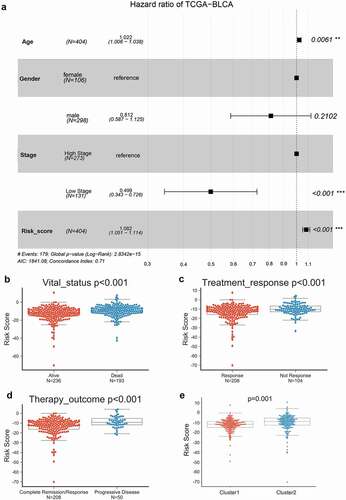 Figure 4. Univariate and multivariate Cox risk regression model analyzing the prognostic value of clinical characteristics and risk score model (a) The correlation of age, gender, stage, and risk score with bladder cancer patients’ overall survival was analyzed using a univariate and multivariate Cox risk regression model based on TCGA-BLCA. Risk scores in cases in different vital statuses (alive vs. dead) (b), with different treatment responses (response vs. no response) (c), with different treatment outcomes (complete remission vs. progressive disease) (d), and different clusters (cluster 1 vs. cluster 2) (e) based on TCGA-BLCA.