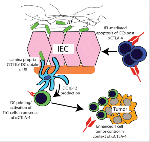 Figure 1. Anticancer immunotherapy through CTLA-4 blockade relies on the gut microbiota. Following administration of therapeutic anti-CTLA-4 antibody, activated intestinal epithelial lymphocytes (IELs) induce apoptosis of intestinal epithelial cells (IECs), causing dysregulation of the microbiota-epithelial interface and accumulation of certain Bacteroides spp. (for example Bacteroides fragilis [Bf]) to the inner part of the mucus layer. Here, lamina propria CD11b+ dendritic cells (DCs) are able to uptake Bacteroides spp. or their products, and migrate to lymph nodes where they in turn enhance the priming/activation of tumor antigen-specific CD4+ T helper 1 (Th1) cells, this assisted by their production of interleukin (IL)-12 in synergy with CTLA-4 blockade. Migration of these Th1 cells into tumor beds advances the antitumor immune response.