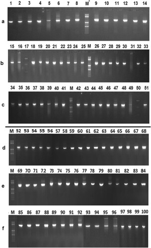 Figure 3. Electrophoretic patterns of the 16S rRNA gene of bacterial isolates obtained from the rhizospheres of Bt and non-Bt cotton. *M: 1 kb DNA marker. (a–c) Rhizosphere of Bt cotton, (d–f) Rhizosphere of non-Bt cotton.