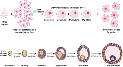 Figure 1. Schematic of the key stages of oocyte maturation. Upper panel: proliferative primordial germ cells (PGCs) form nests and then enter meiosis during fetal life. Nest breakdown results in the formation of primordial follicles. Lower panel: after growth activation, follicles progress through the stated phases, with the oocyte ultimately reentering meiosis and being released from the follicle. Sizes given are of the oocyte, not the follicle, showing how it also grows dramatically during this process. Reproduced from Anderson and TelferCitation1 with permission.